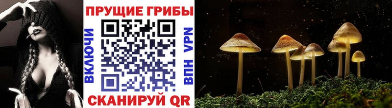 Галлюциногенные грибы Psilocybine cubensis магазин продажи Белово